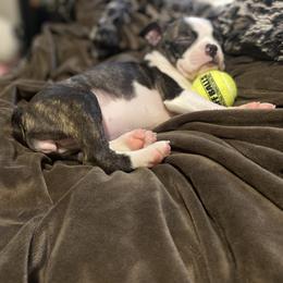 Boston Terrier Puppies from Christina's Boston Terriers