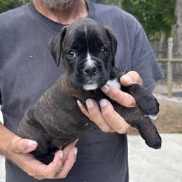 Rebel - Brindle female Boxer puppy in Taft, Tennessee from Hillbillie Boxers