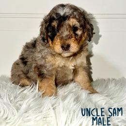 Uncle Sam - Merle male Bernedoodle puppy in Beecher, Illinois from Erica’s Doodles