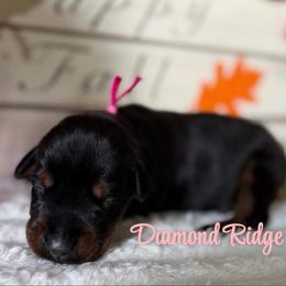 Pink collared - Black and rust female Doberman Pinscher puppy in Winamac, Indiana from DIAMOND RIDGE DOBERMANS