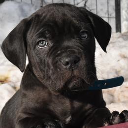 Turquoise - Black female Cane Corso puppy in Sault Ste Marie, Michigan from Willow Creek Cane Corsos