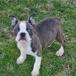 Boston Terrier and French Bulldog Puppies from Dressed Sharp