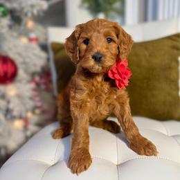Pink girl - Red  female Goldendoodle puppy in Valdese, North Carolina from Doodling All Day Goldendoodles