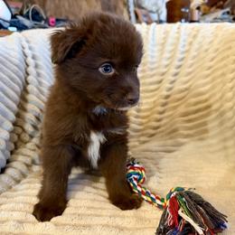 Rio - Red & white male Miniature Australian Shepherd puppy in New Hampton, Iowa from Full River Australian Shepherds