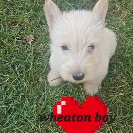 Tan collar - Wheaten male Scottish Terrier puppy in Oakley, Michigan from Kassie Lindsay