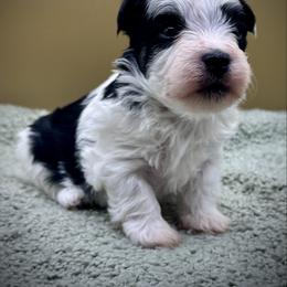 Montgomery - Black and white male Havanese puppy in Hendersonville, North Carolina from Kim's Cove Dog Co.