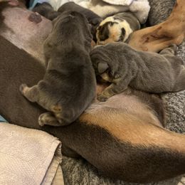 Macho Man - Fawn Bulldog puppy in Alexandria, Virginia from Stacey D’s Bulldogs