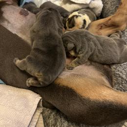 Macho Man - Fawn Bulldog puppy in Alexandria, Virginia from Stacey D’s Bulldogs