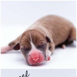 Tinsel - Sable female Pembroke Welsh Corgi puppy in Poteau, Oklahoma from Half-Pint Corgis