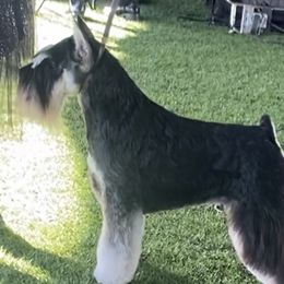 Miniature Schnauzers from Tiffany Bailey