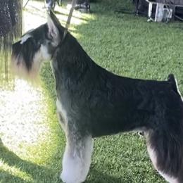 Miniature Schnauzers from Tiffany Bailey