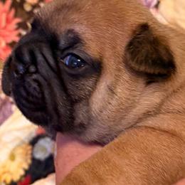 Ryder - Fawn male French Bulldog puppy in Billings, Montana from Sugarloaf French bulldogs and Australian cattle dogs