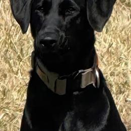 Nike - Labrador Retriever