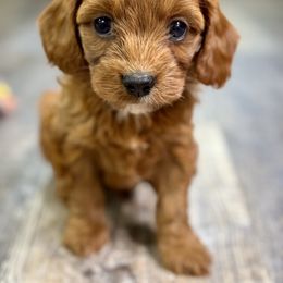 Willow - Red male Cavapoo puppy in Macomb, Missouri from Hunter's Puppies