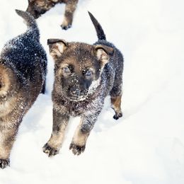 Blue collar - Sable German Shepherd puppy in Osco, Illinois from Sonnenhügel Kennel, LLC