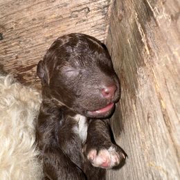 Lagotto Romagnolo Puppies from Lagotto Amore Breeders