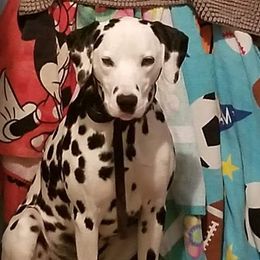 Mikko - Dalmatian