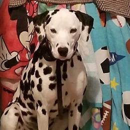 Mikko - Dalmatian