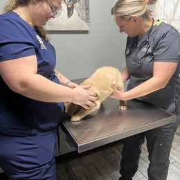 Golden Retriever Puppies from Renko Kennel