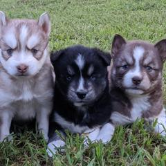 Siberian Huskies from Snow King Huskies Kennels