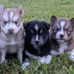 Siberian Huskies from Snow King Huskies Kennels