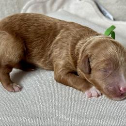 Green - Red  male Goldendoodle puppy in Hesperia, Michigan from Red Acres Poodles & Doodles