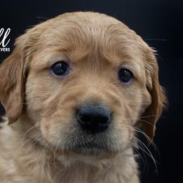 Golden Retriever Puppies from Stormy Hill Golden Retrievers