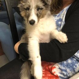 Shetland Sheepdog Puppies from Southern Charm Sheltie’s