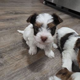 Reeses - Chocolate, tan and white male Yorkshire Terrier puppy in Lakeland, Florida from You Me & The Yorkies