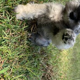 Miniature Schnauzer Puppies from Pierhaus Minature Schnauzers