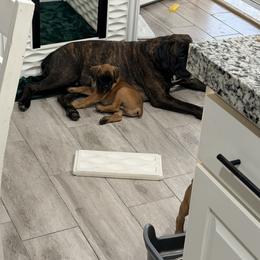 Boxer Puppies from Shalyce Pifer