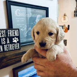 Female 5 (Aqua collar) - Light golden female Golden Retriever puppy in Rainier, Washington from Hanson’s NW Goldens & Doodles