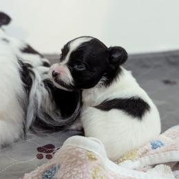 Nikki boy pup 1 - White and black male Papillon puppy in Joshua, Texas from Summertime Kennels