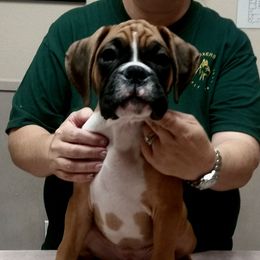 Boxer Puppies from Venician Boxers