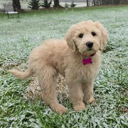 Chrissy - Cream female Goldendoodle puppy in Georgetown, Tennessee from Georgetown Designer & Purebred Puppies