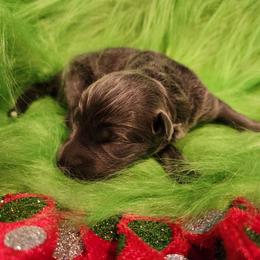 Geode - Blue male German Shepherd puppy in Los Lunas, New Mexico from Mali's German Shepherds