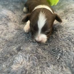 Red and White Male - Red tri-color male Aussiedoodle puppy in Bee Branch, Arkansas from Scroggins Creek Doodles