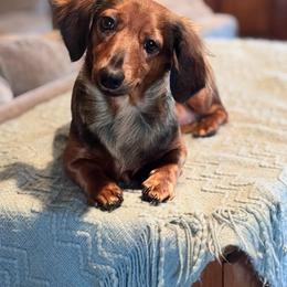 Luna - Dachshund