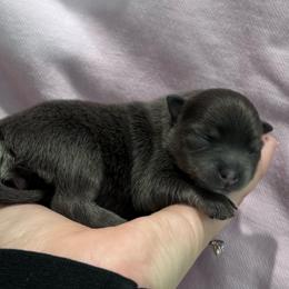 Daisy - Blue female Pomeranian puppy in Enfield, Connecticut from That Pom Haus