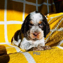 PB2 - Tri-Roan male English Springer Spaniel puppy in Britton, South Dakota from K&S Canines