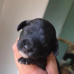 Arthur - Black white and tan male Cockapoo puppy in Ellensburg, Washington from Dawn to Dusk Cockapoos