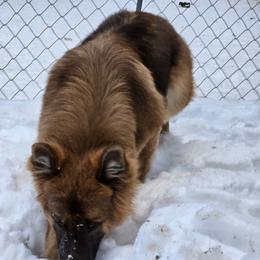 Ursula UPCOMING 2027 - German Shepherd