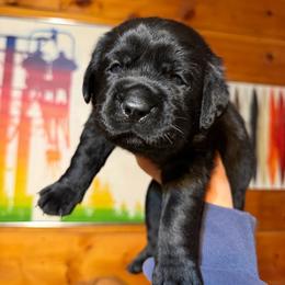 Kraken - Black male Labrador Retriever puppy in Hartland, Vermont from Enlightened Labs