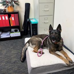 German Shepherd All Grown Up from Masky Kennel