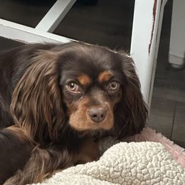 Fawkes - Cavalier King Charles Spaniel