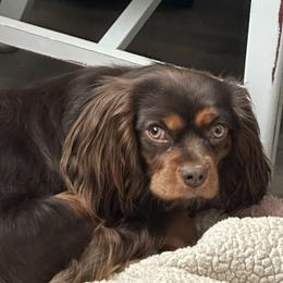 Fawkes - Cavalier King Charles Spaniel
