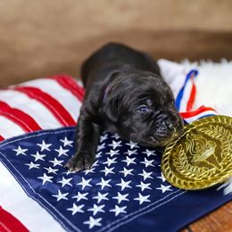 Simone Biles - Black female Cane Corso puppy in Beech Island, South Carolina from Relic Cane Corso
