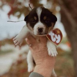Casper - Black and tan male Pembroke Welsh Corgi puppy in La Porte City, Iowa from Cedar River Corgis