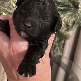 Holly - Black female Goldendoodle puppy in Home, Pennsylvania from Plum Creek Acres Next Generation