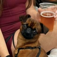 Brussels Griffon All Grown Up from Lavish Griffons